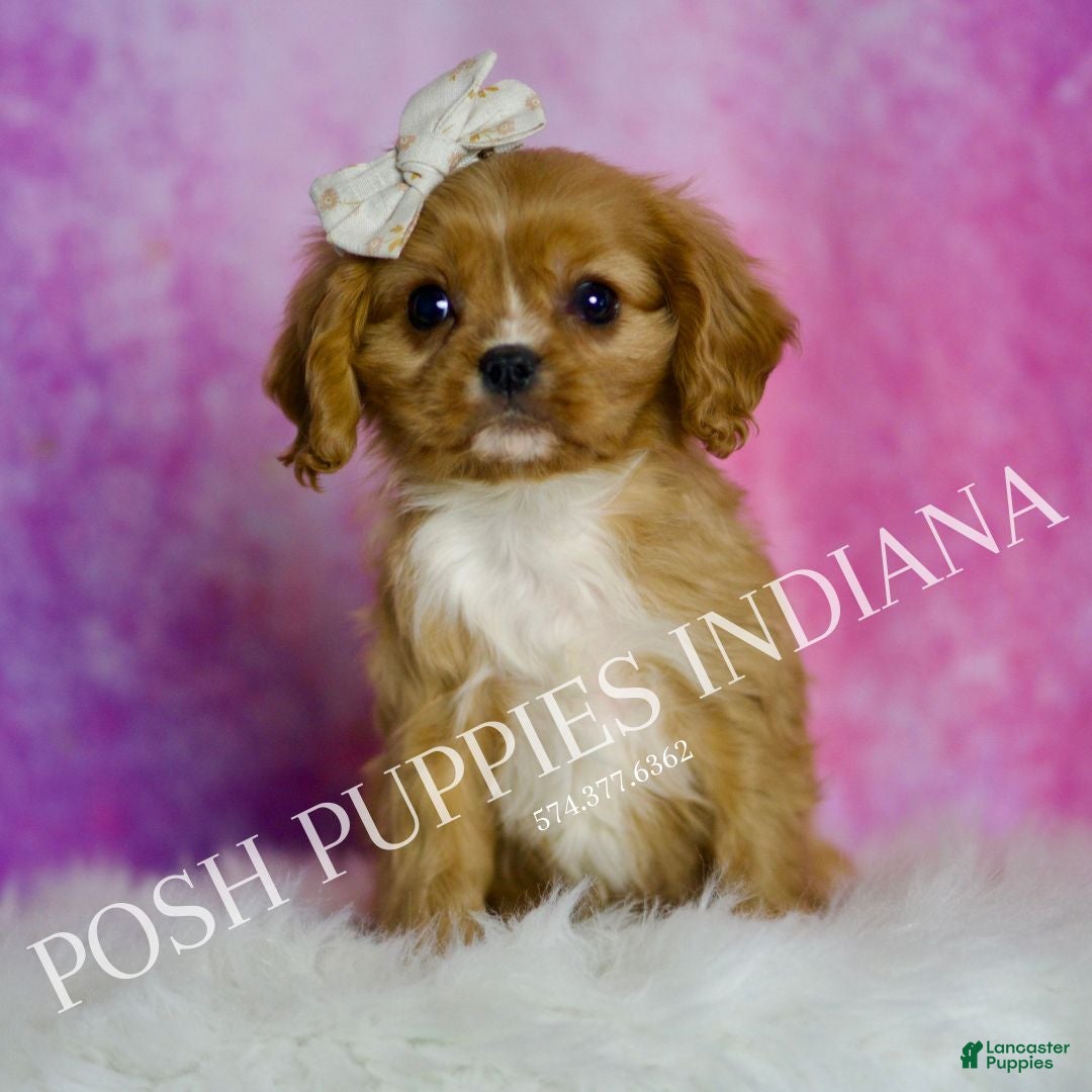 Cavalier King Charles Spaniel dogs Rose - Ad 12