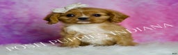Cavalier King Charles Spaniel dogs for sale: Rose - Ad 1