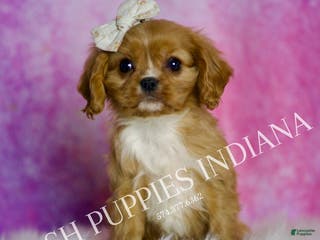 Cavalier King Charles Spaniel dogs Rose - Ad 38