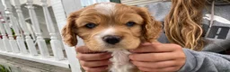 Mixed Breed dogs for sale: Leland Blue - Ad 2