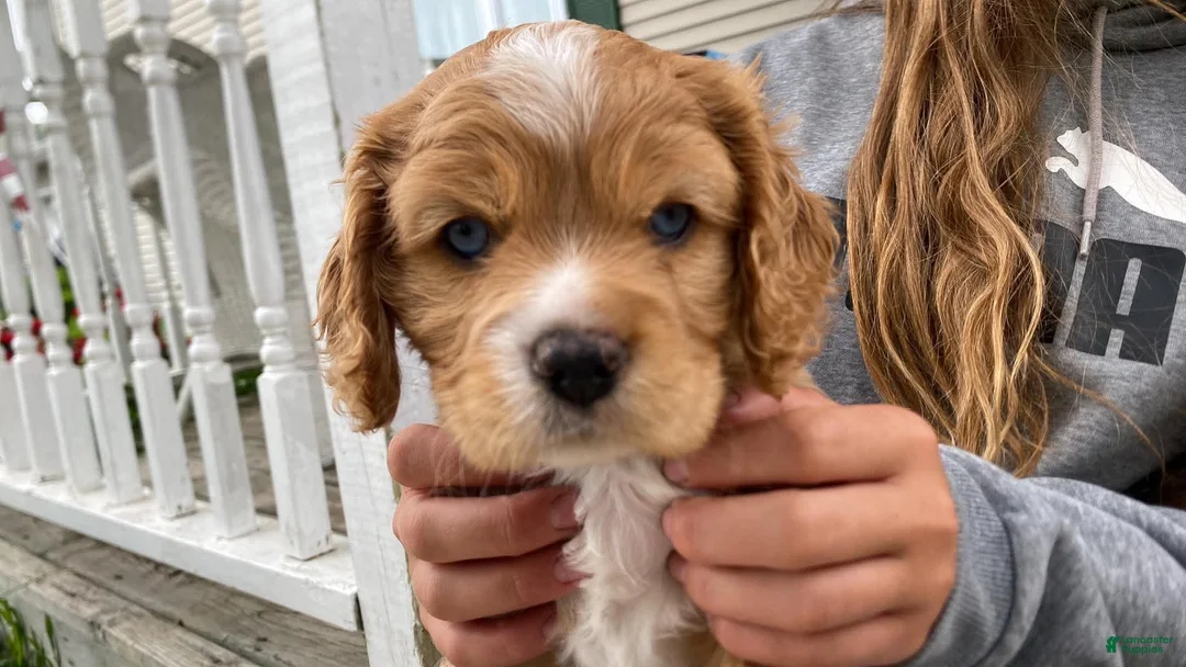 Mixed Breed dogs for sale: Leland Blue - Ad 2