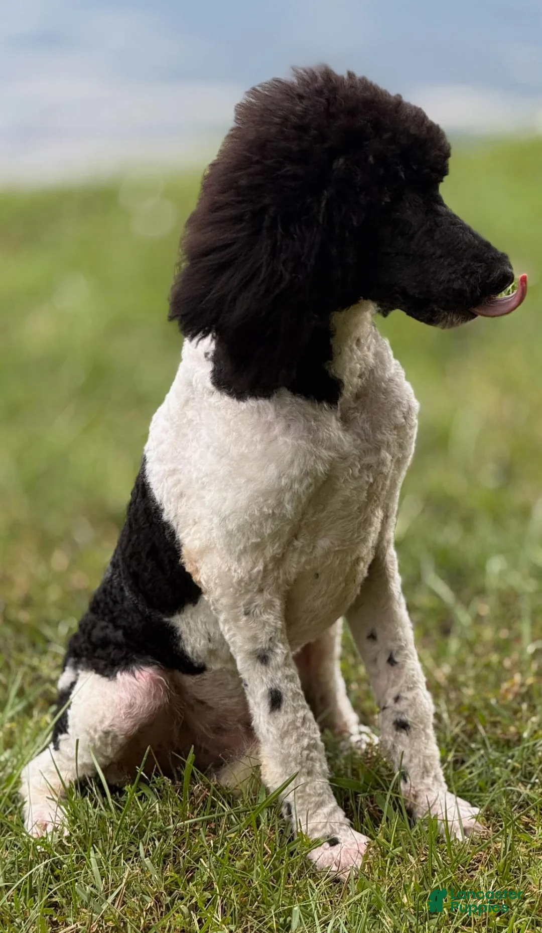 Standard Poodle dogs for sale: Hank - Ad 2