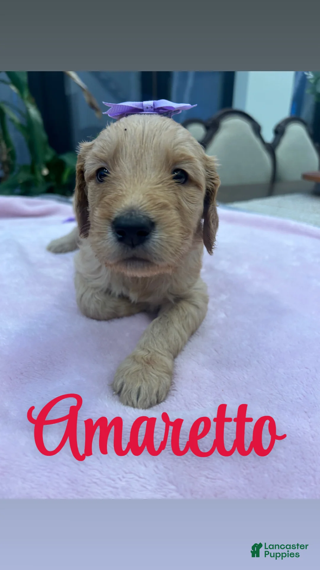 Goldendoodle dogs for sale: Amaretto  - Ad 1