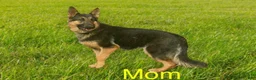 German Shepherd dogs for sale: Jerry - Ad 4