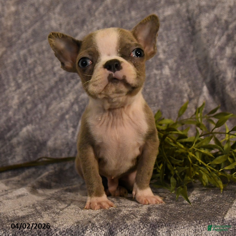 Boston Terrier dogs Frank  - Ad 2