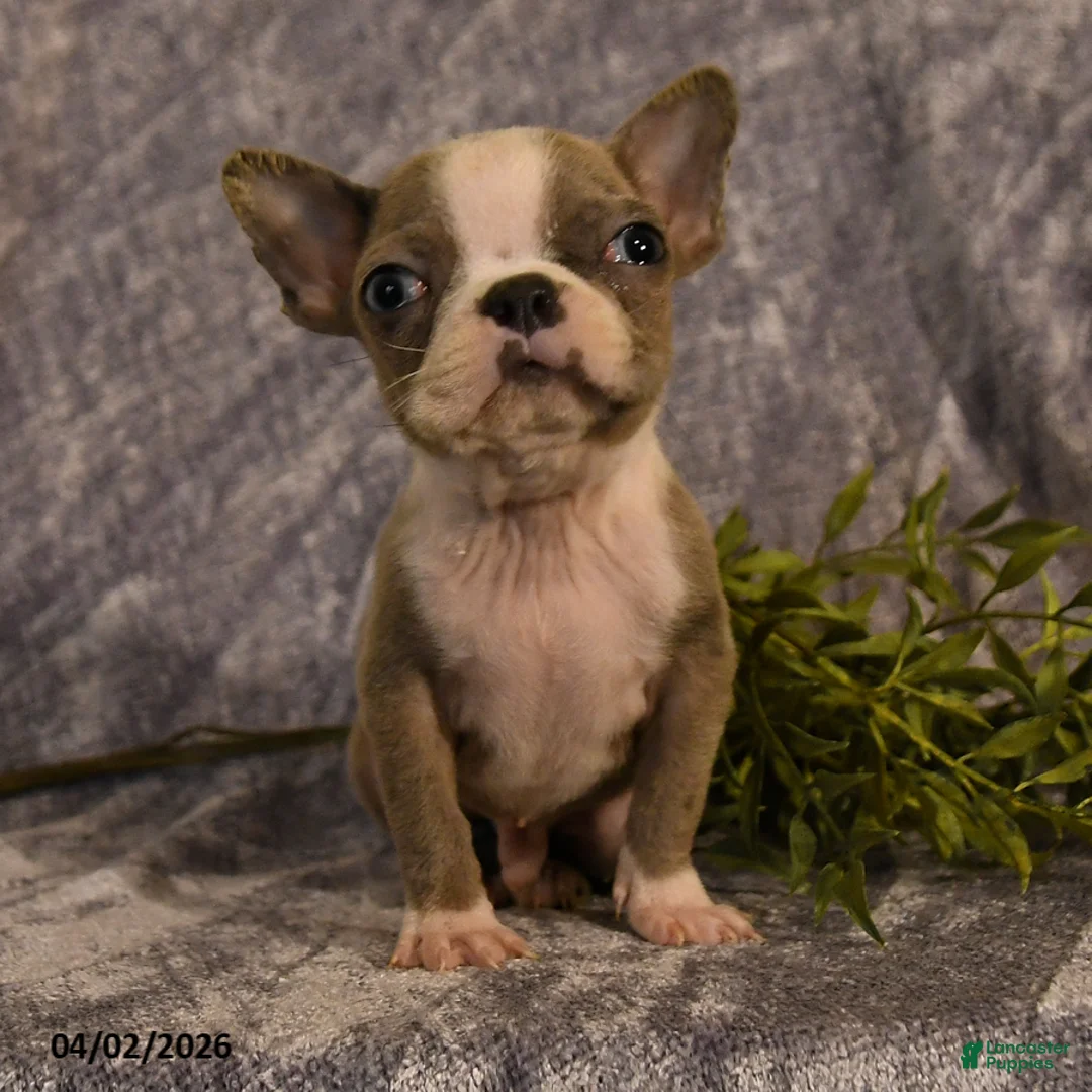 Boston Terrier dogs for sale: Frank  - Ad 2