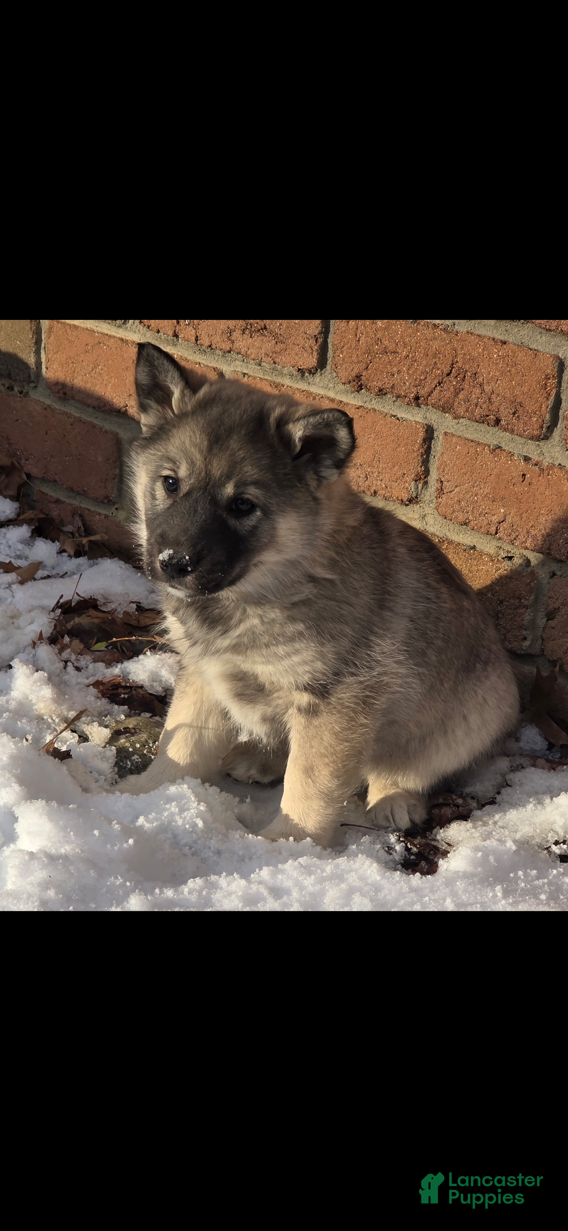 Norwegian Elkhound dogs Norwegian Elkhound Puppy 1 - Ad 23