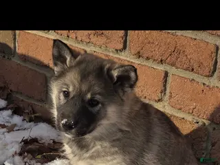 Norwegian Elkhound dogs Norwegian Elkhound Puppy 1 - Ad 23