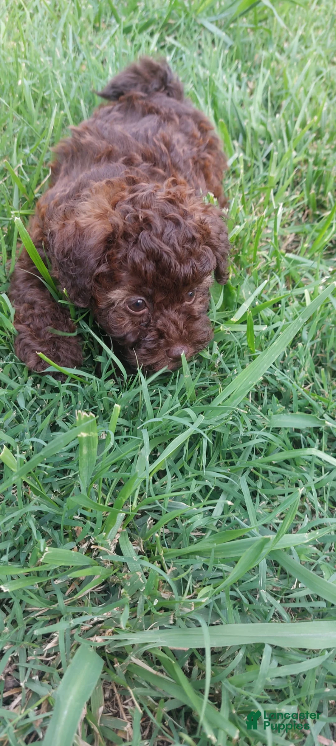 Toy Poodle dogs for sale: Godiva (Chocolate Phantom Female) - Ad 1