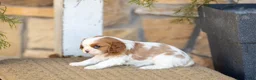 Cavalier King Charles Spaniel dogs for sale: AKC Willow - Ad 4
