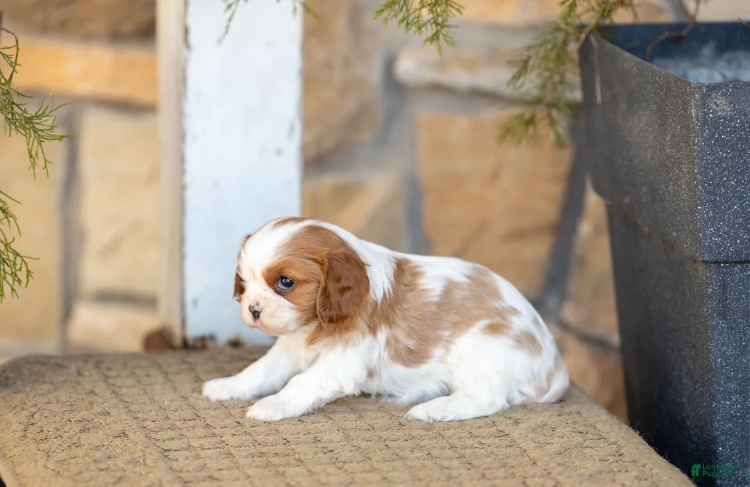 Cavalier King Charles Spaniel dogs for sale: AKC Willow - Ad 4