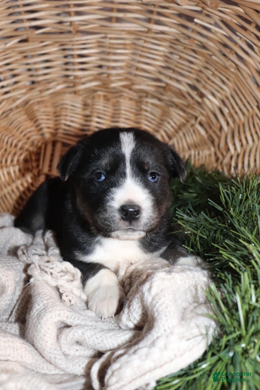 Goberian dogs for sale: Gabi - Ad 1