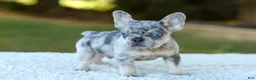 French Bulldog dogs for sale: Copper - Blue Merle - Ad 3