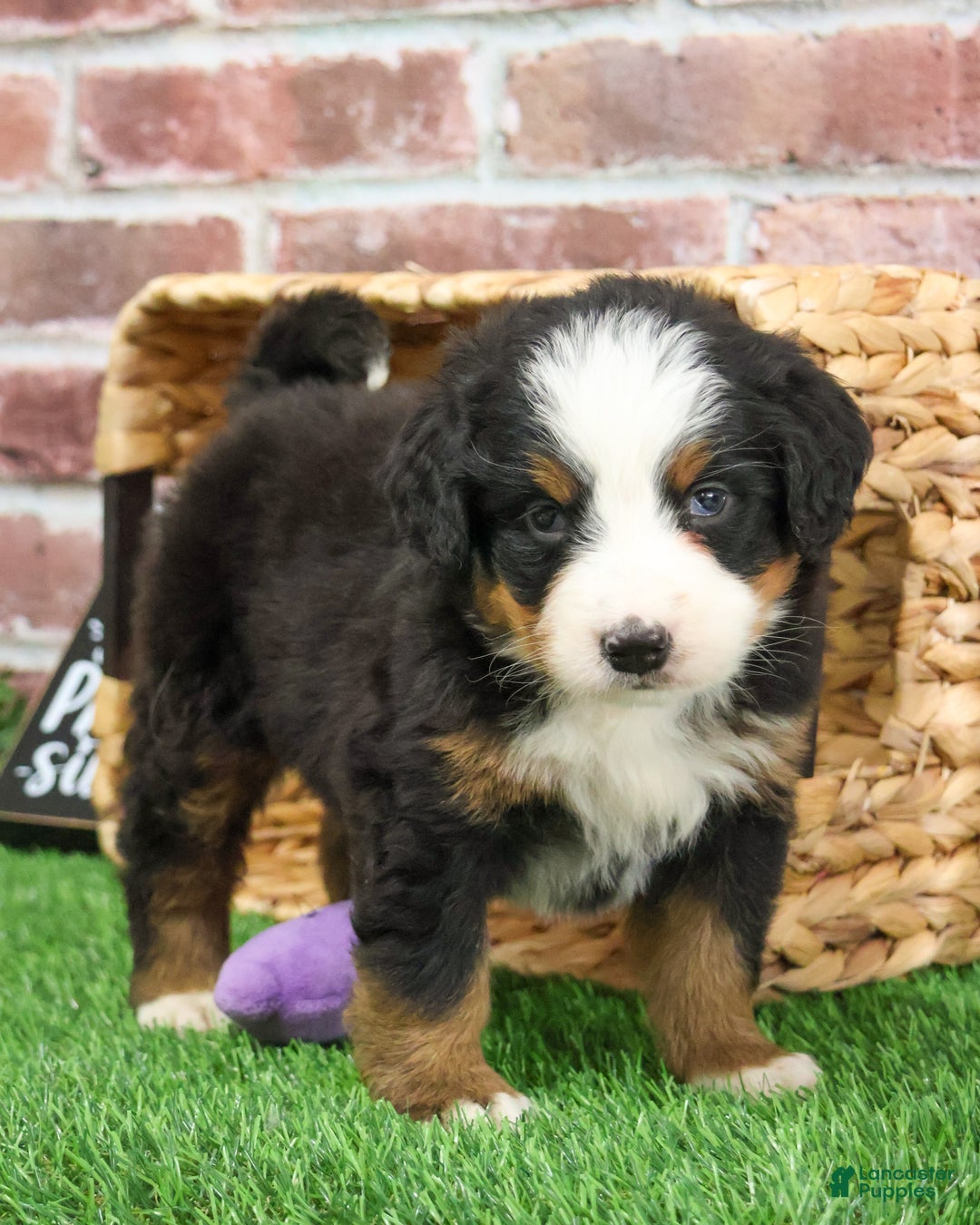 Bernese Mountain Dog dogs for sale: Holly  - Ad 7