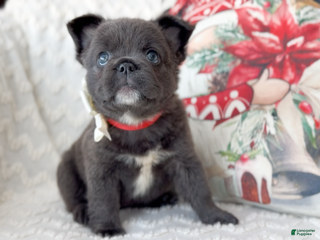 French Bulldog dogs Dancer Blue Fluffy - Ad 7