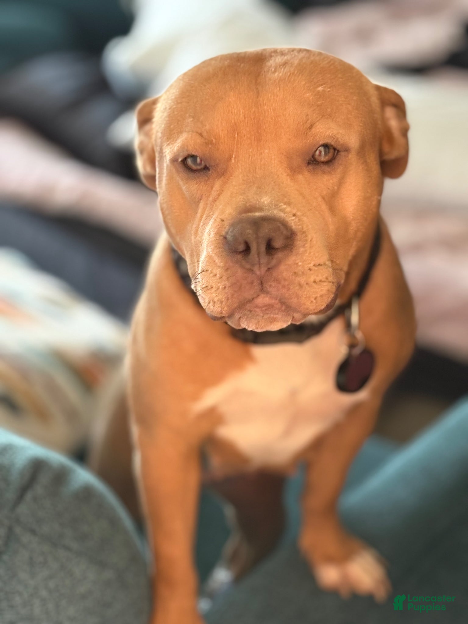 American Bully dogs for sale: American Bully Puppy 1 - Ad 4