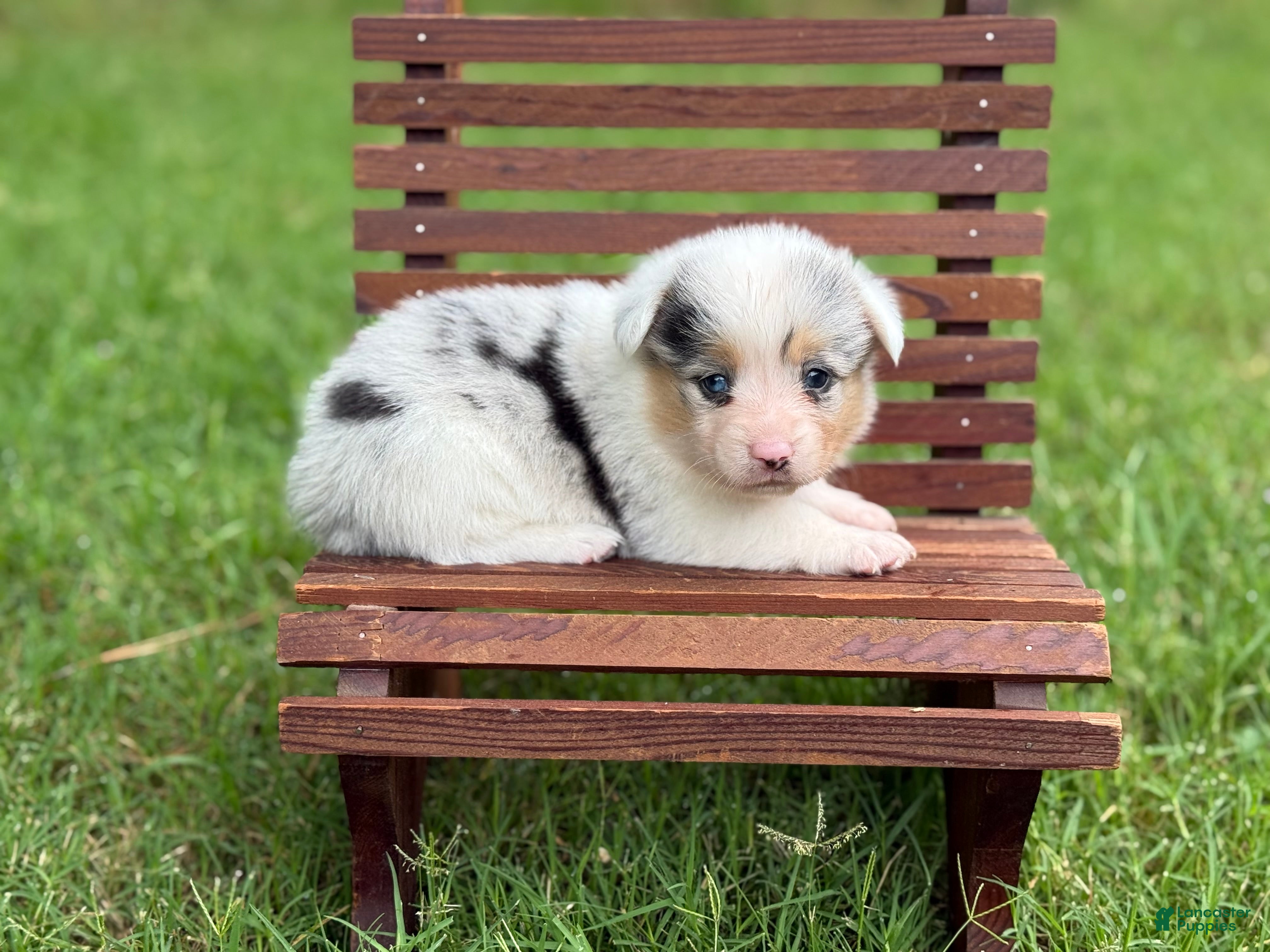 Mixed Breed dogs  Merle Girl- docked tail - Ad 33