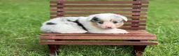 Mixed Breed dogs for sale:  Merle Girl- docked tail - Ad 1