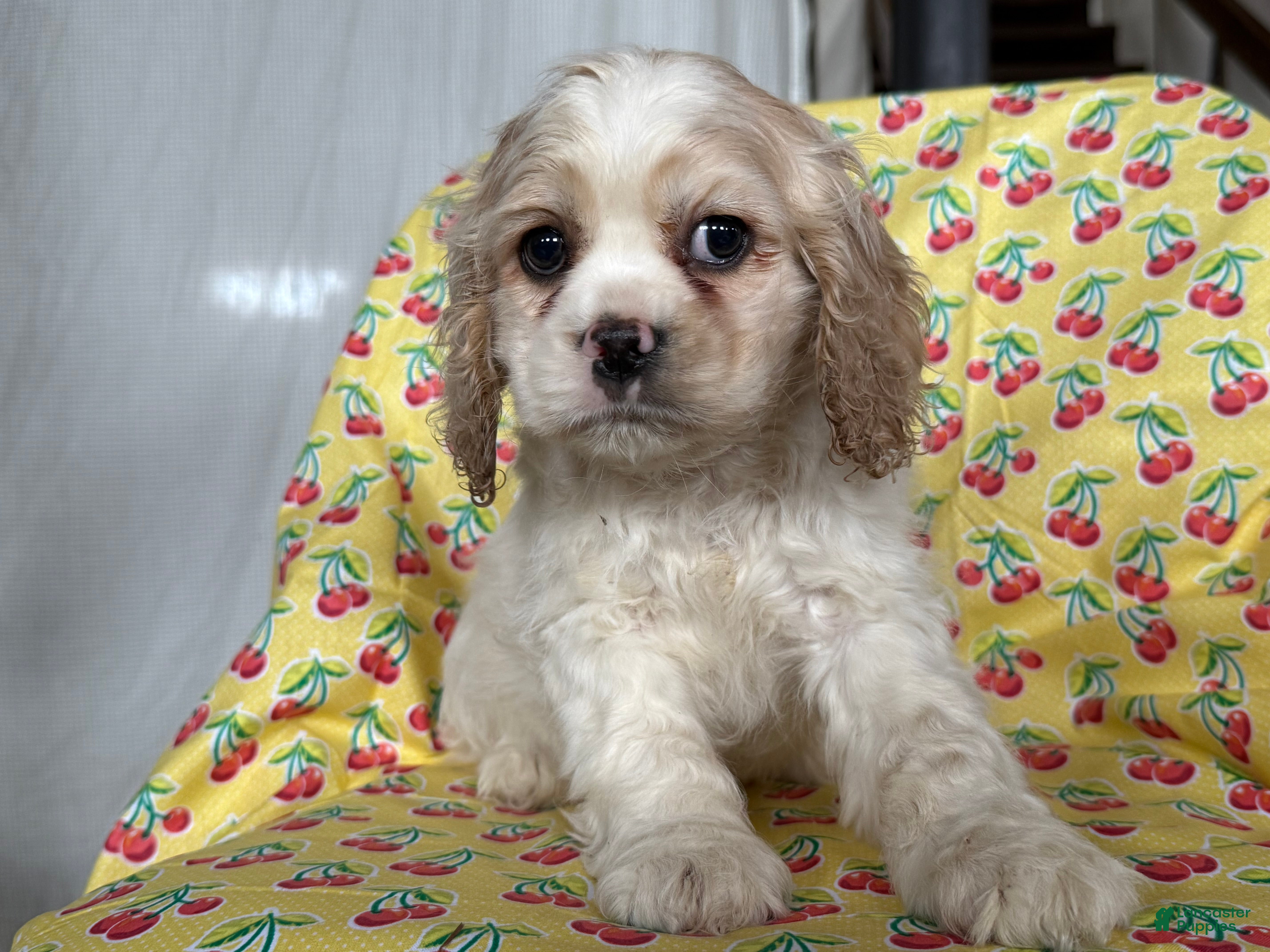 Cocker Spaniel dogs Frisky - Ad 2