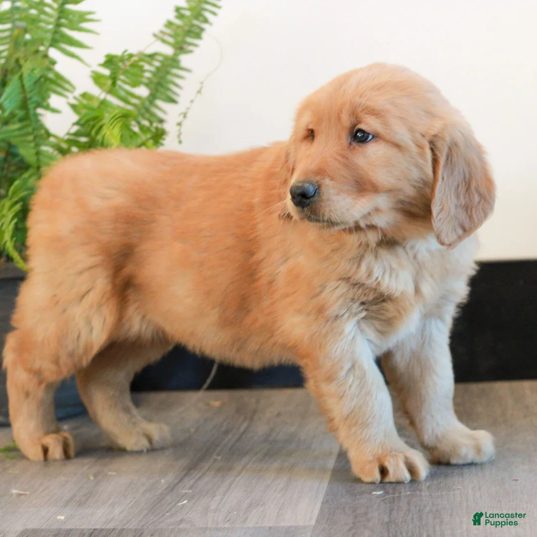 Golden Retriever dogs for sale: Toby  - Ad 3