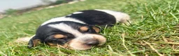Beagle dogs for sale: Miss violet - Ad 3