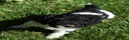 Standard Poodle dogs for sale: Standard Poodle 3 Black Tri - Ad 8