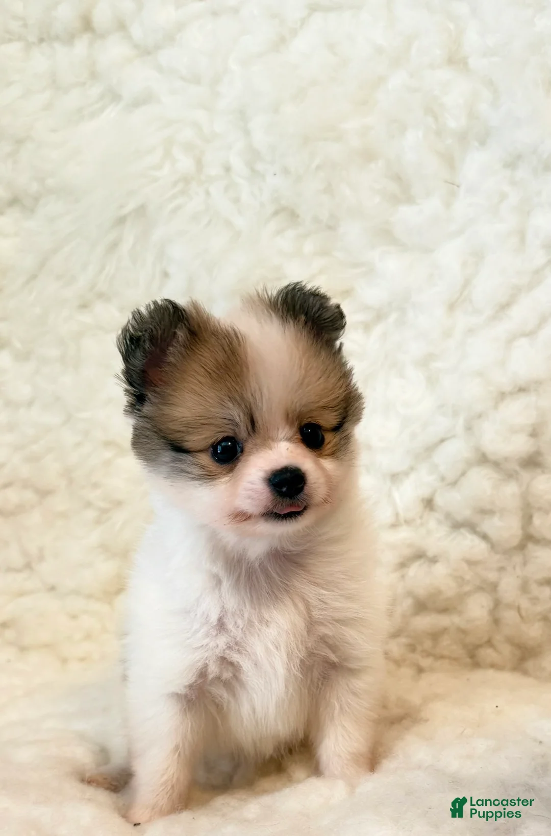 Pomapoo dogs for sale: Tucker Pompoo teacup - Ad 1