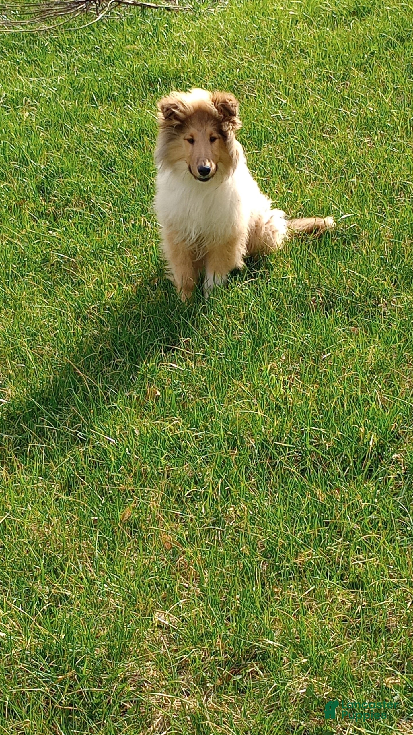 Collie dogs Hippo - Ad 6