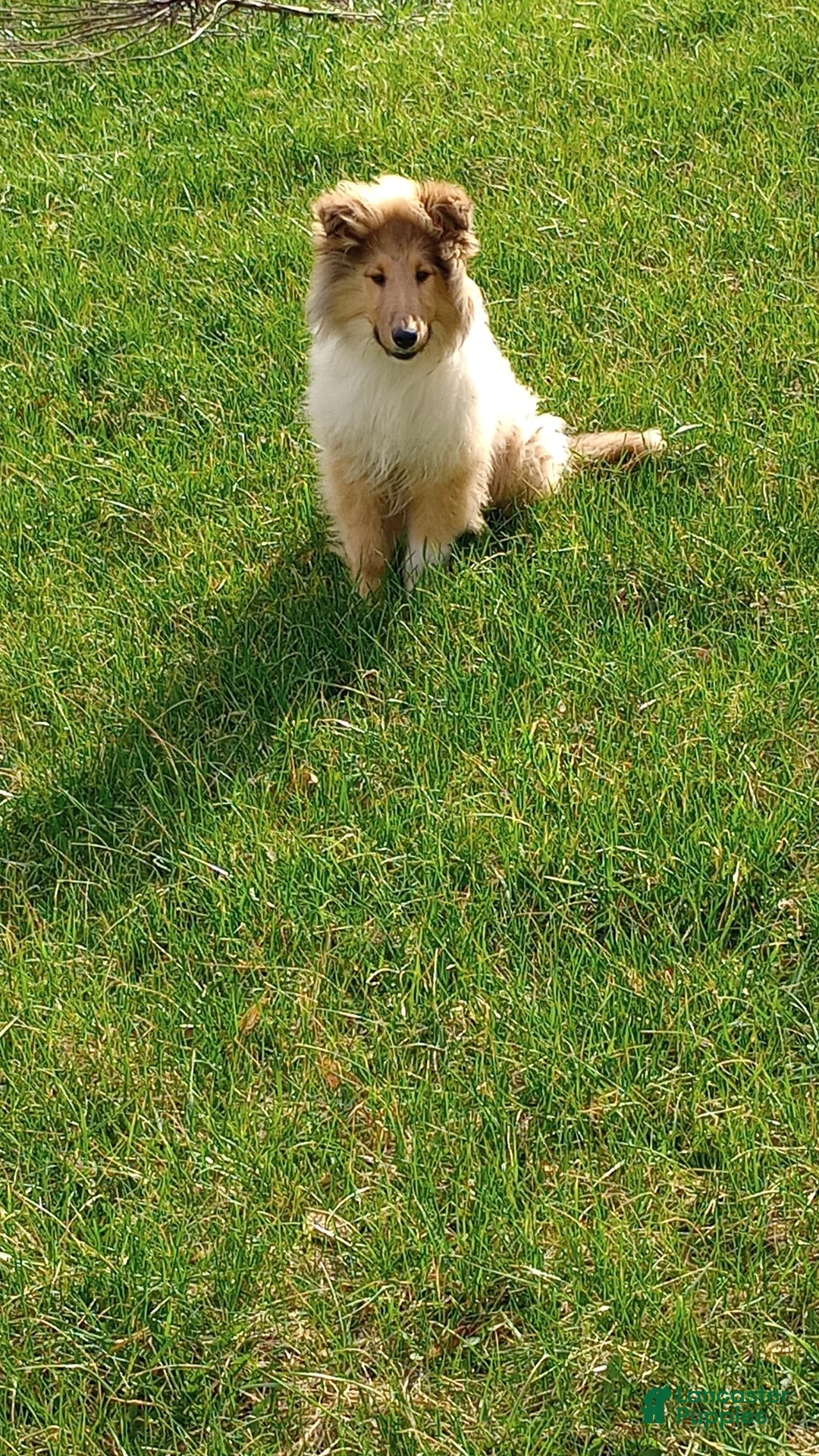 Collie dogs for sale: Hippo - Ad 1