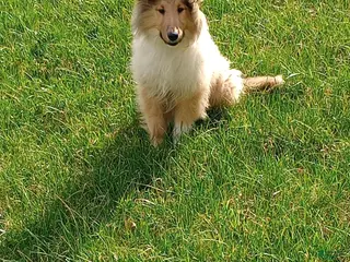 Collie dogs Hippo - Ad 6