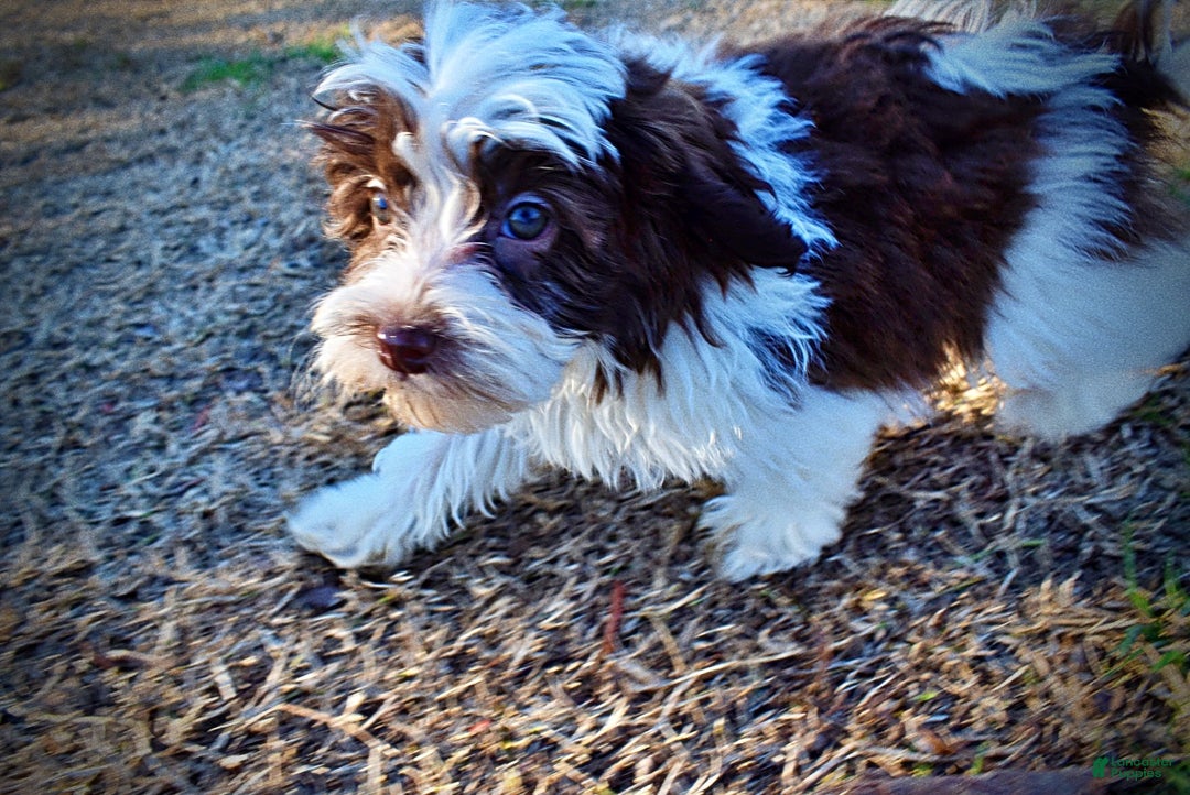 Havapoo dogs for sale: Simon - Ad 19