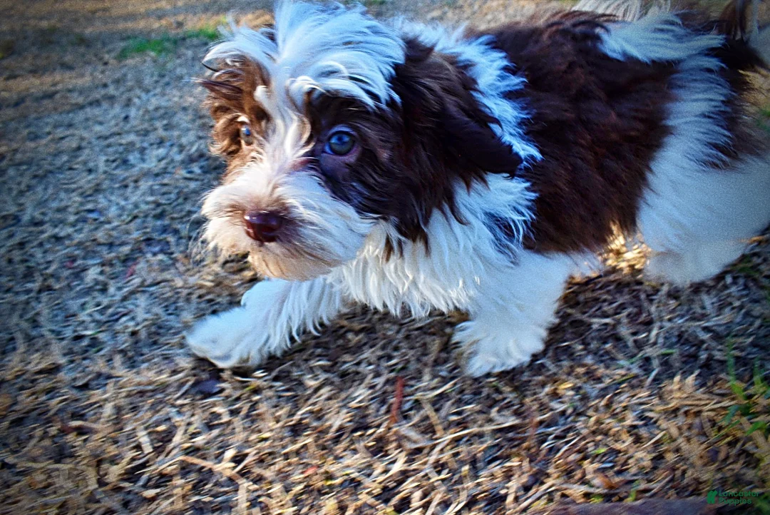 Havapoo dogs for sale: Simon - Ad 20