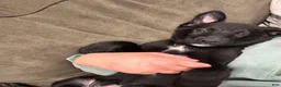 Mixed Breed dogs for sale: Mixed Breed Puppy 2 - Ad 1