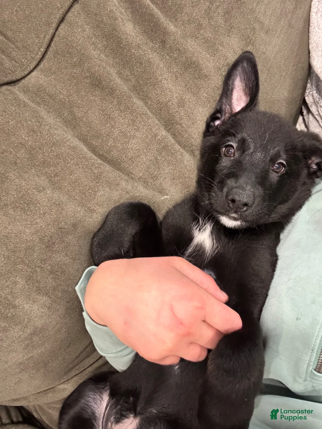 Mixed Breed dogs for sale: Mixed Breed Puppy 2 - Ad 1