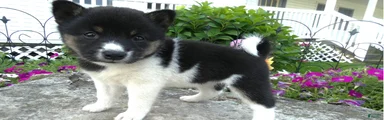 Shiba Inu 8 Carla