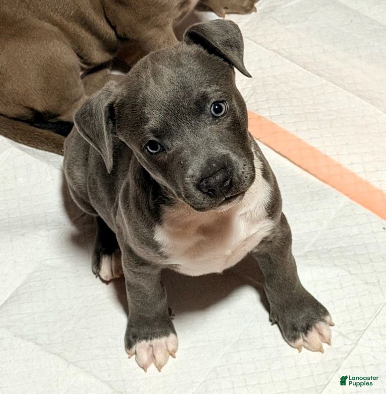 American Bully dogs "AAHLIYA"  BLUE NOSE - Ad 23