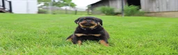 Rottweiler dogs for sale: Roxy - Ad 15