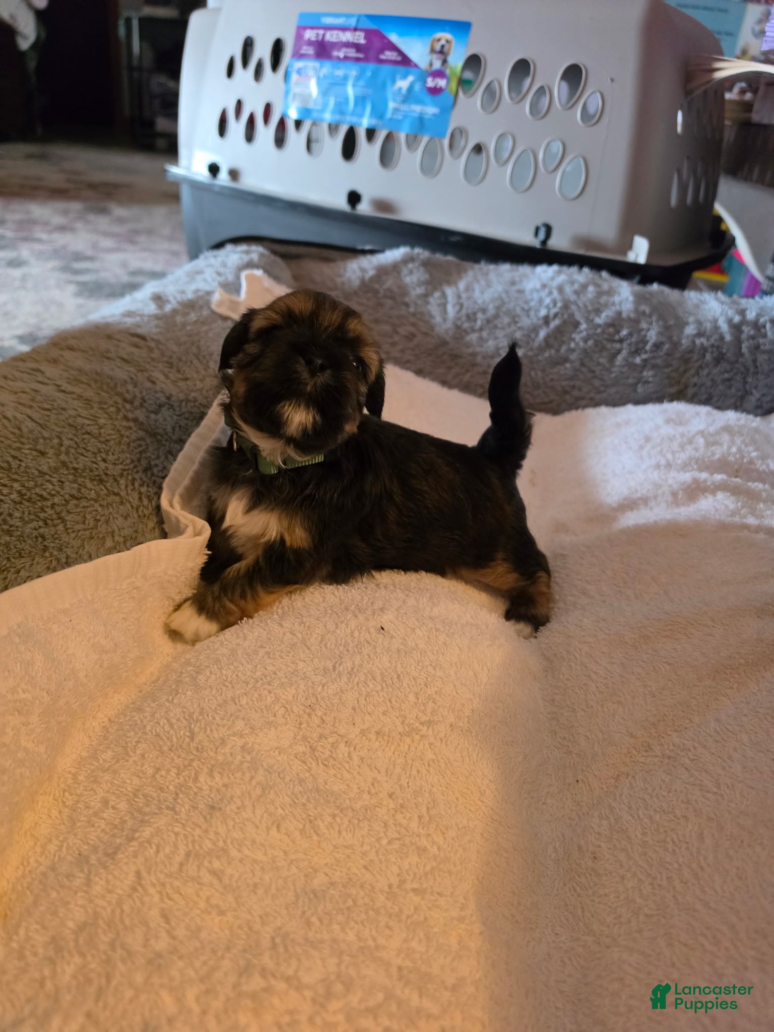 Shih Tzu dogs Rex  - Ad 3