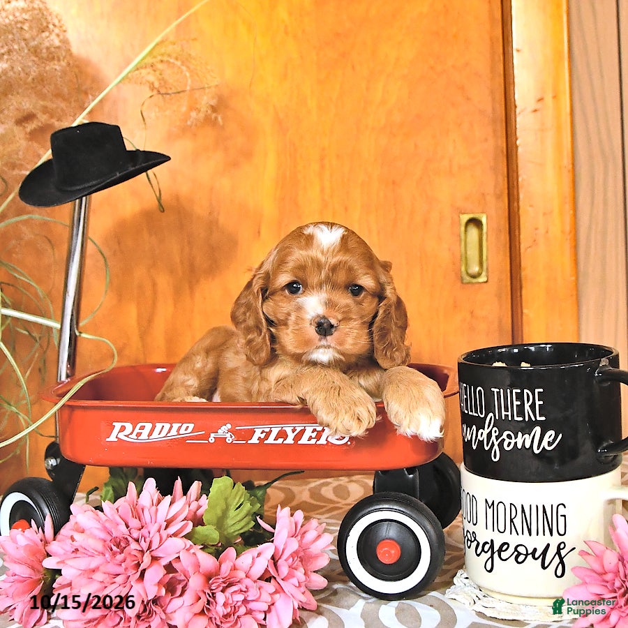 Cocker Spaniel dogs Randall - Ad 1
