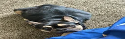 French Bulldog dogs for sale: French Bulldog 1 - Ad 6