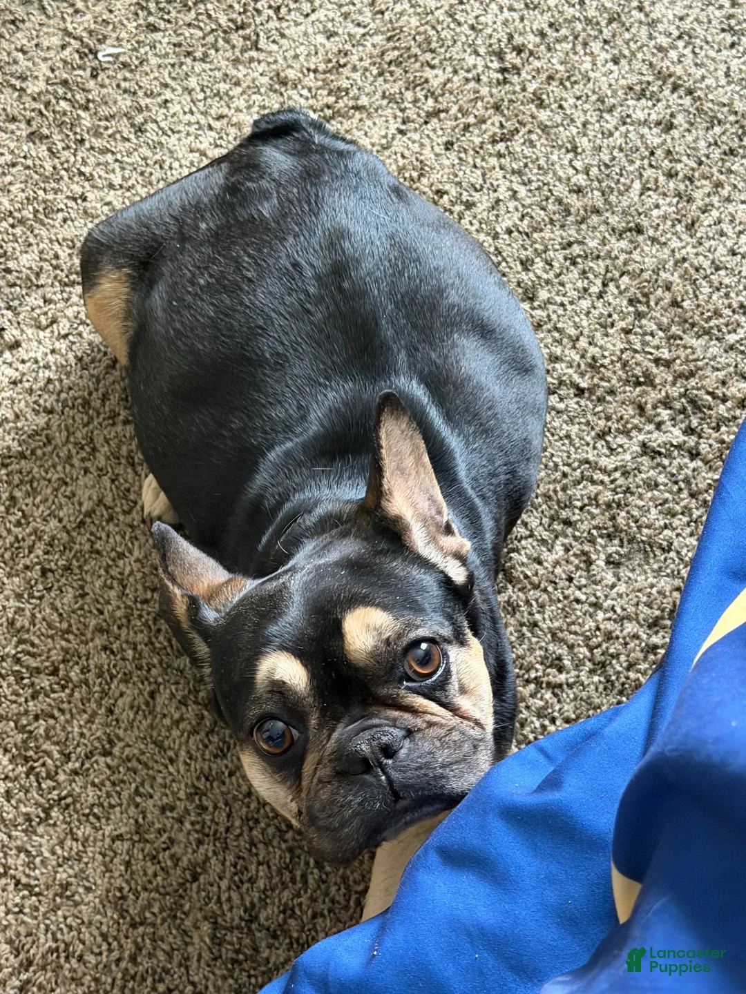 French Bulldog dogs for sale: French Bulldog 1 - Ad 6