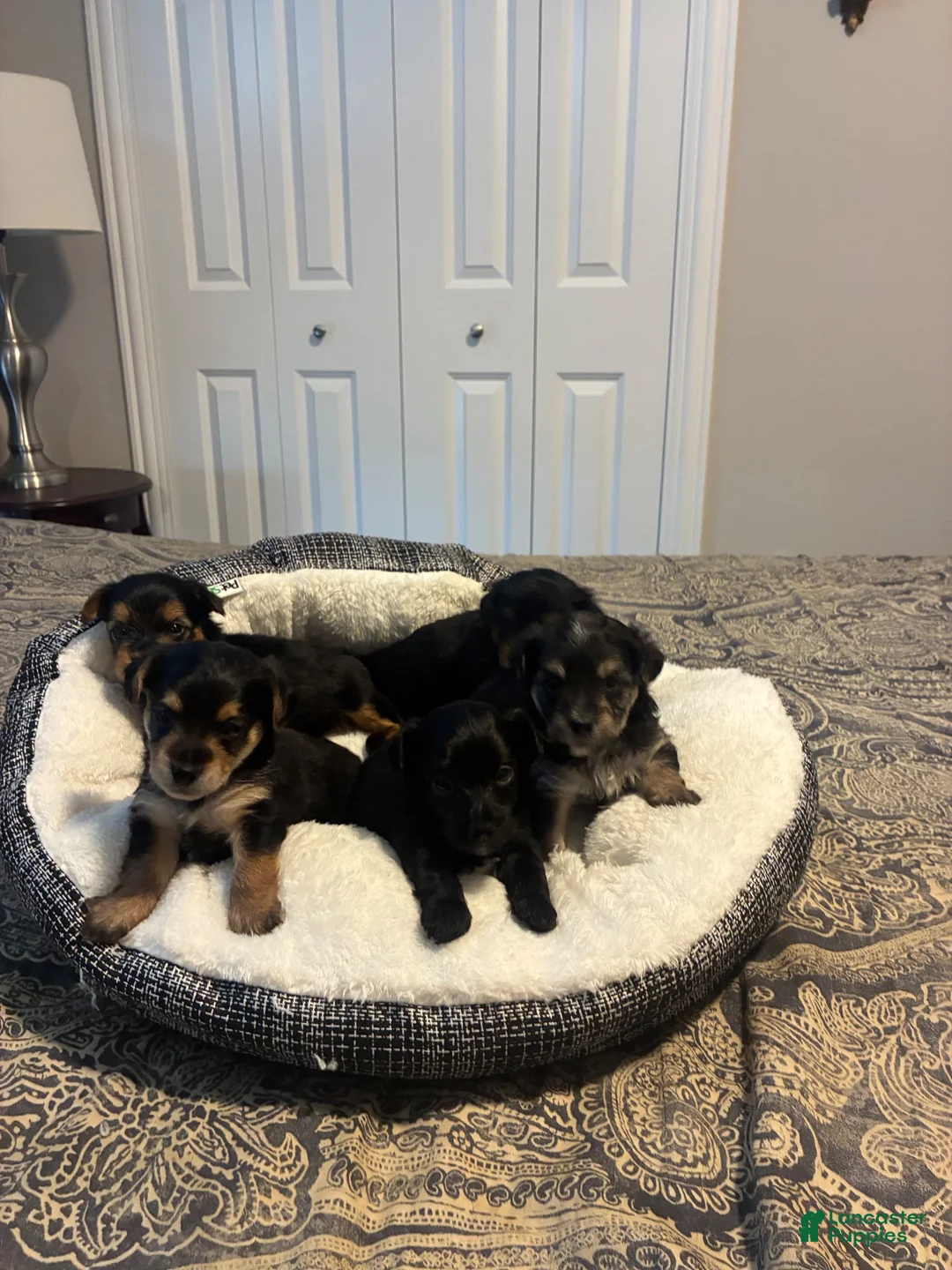 Yorkiepoo dogs for sale: Yorkiepoo 2 - Ad 3