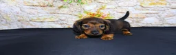 Miniature Dachshund dogs for sale: Lizz - Ad 4