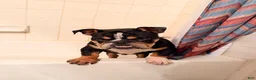 English Bulldog dogs for sale: Lucca  - Ad 5