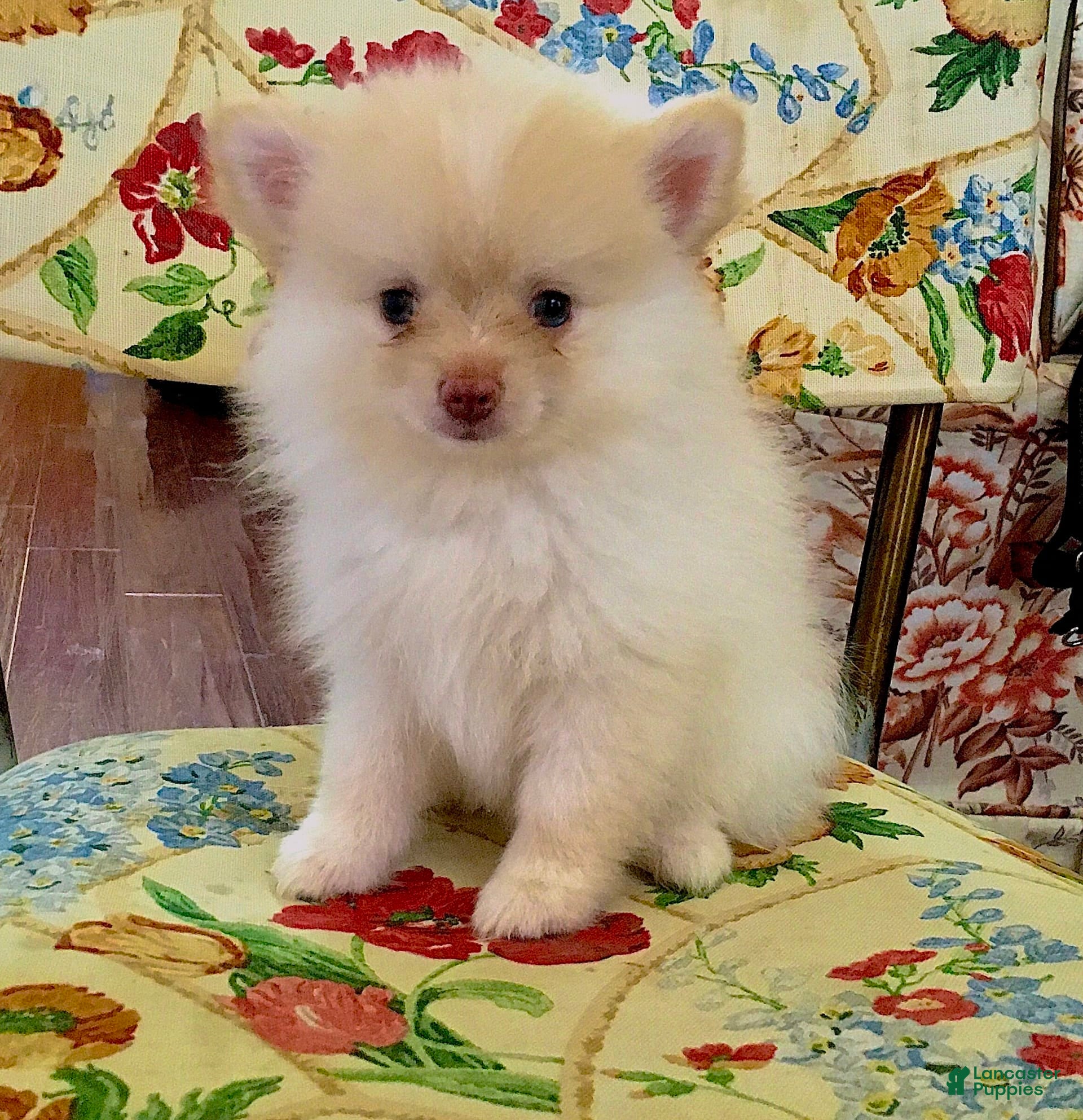 Pomeranian dogs Jupiter - Ad 17