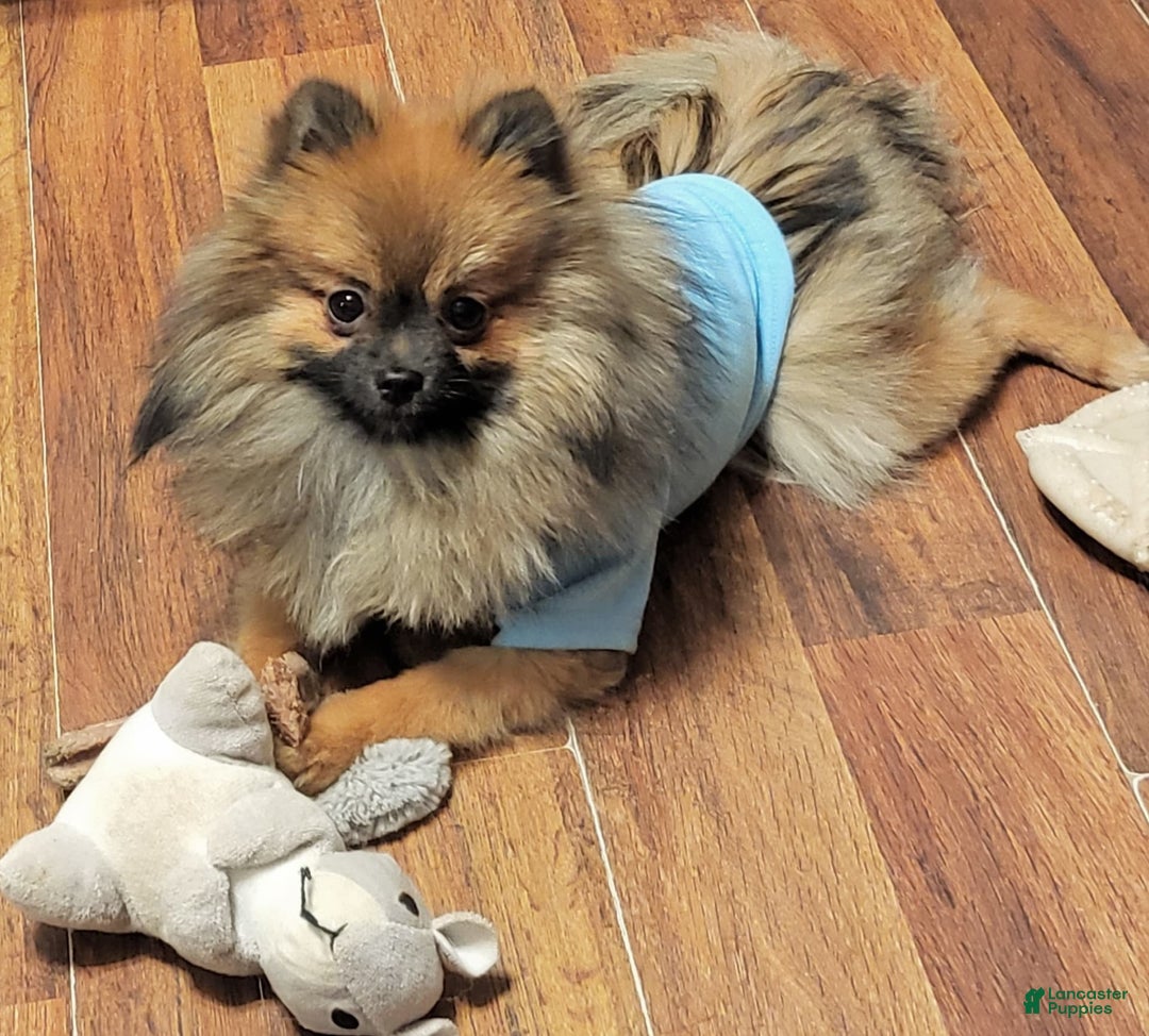 Gallery Image {{count}}