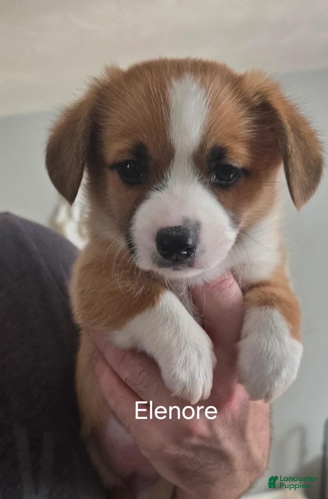Welsh Corgi Pembroke dogs for sale: Welsh Corgi Pembroke Puppy 1 - Ad 2