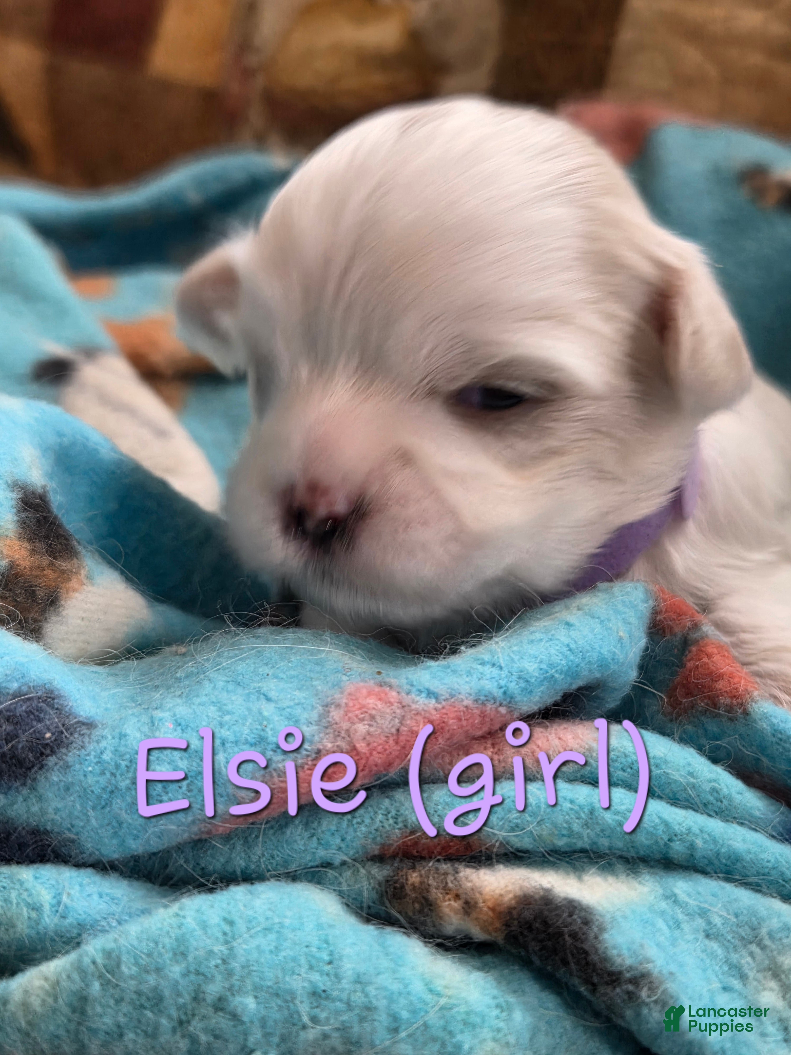 Malshi dogs Elsie - Ad 20