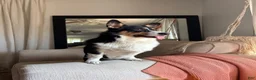 American Corgi dogs for sale: Jackie - Ad 3