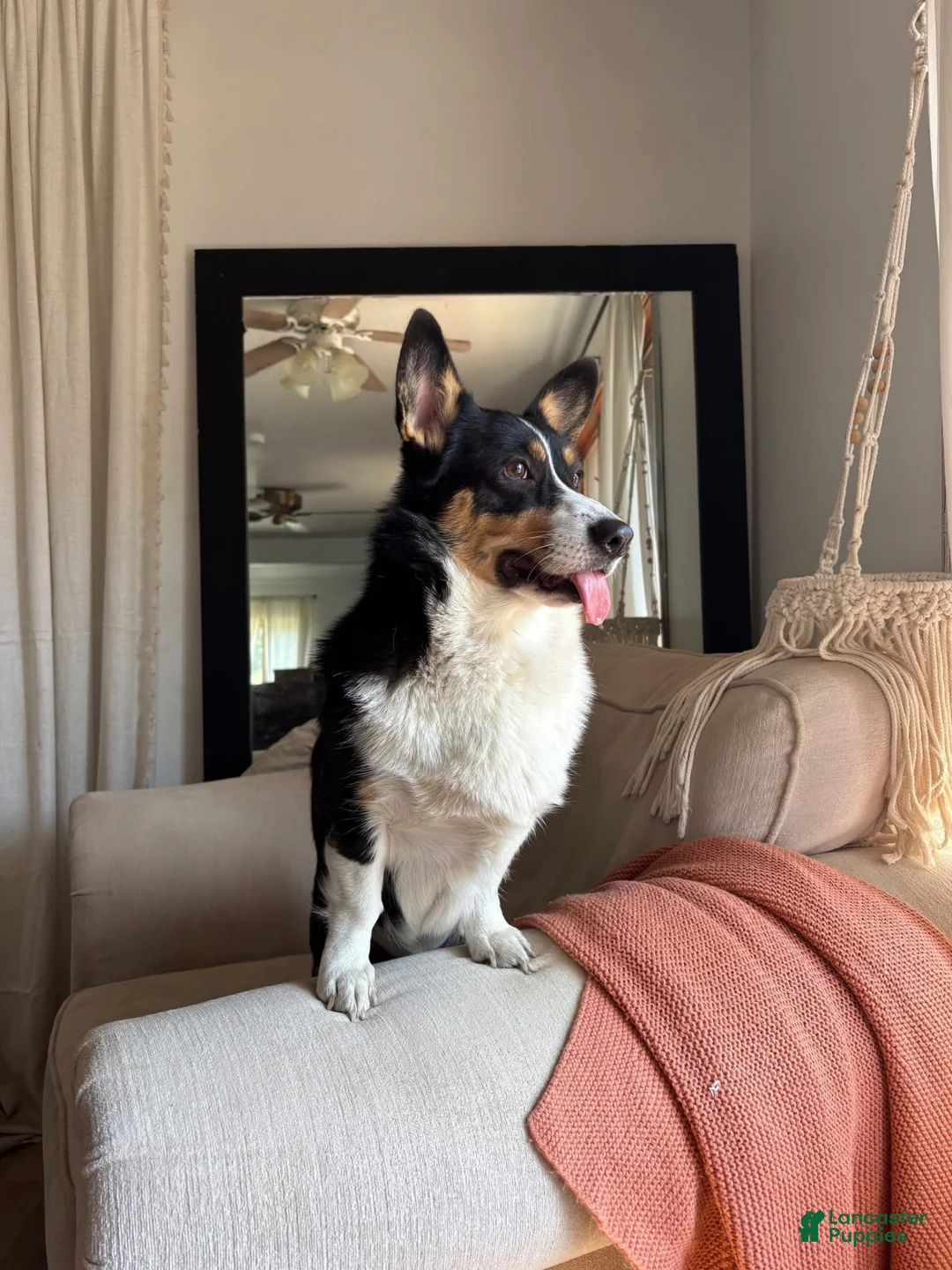 American Corgi dogs for sale: Darcy  - Ad 2